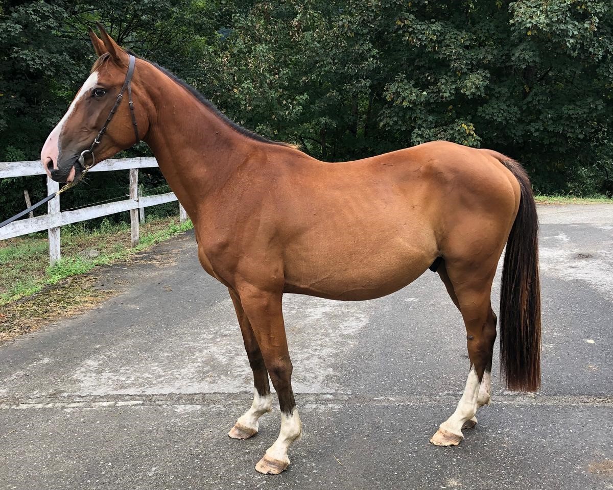 horse